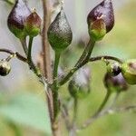 Scrophularia oblongifolia 果