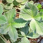 Potentilla argyrophylla Deilen