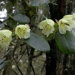 Rhododendron campylocarpum ശീലം