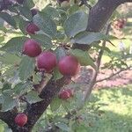 Malus x purpurea Fruto