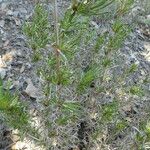 Gypsophila struthium Alkat (teljes növény)