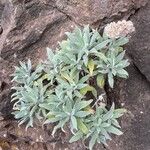 Helichrysum melaleucum Habitatea