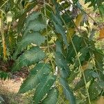 Ailanthus excelsa Leaf