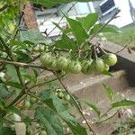 Solanum carolinense Fruit