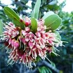 Pichonia deplanchei 花