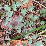 Sanguisorba verrucosa Lapas