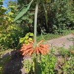 Leonotis nepetifolia Blomma