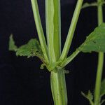 Scrophularia elatior Kôra