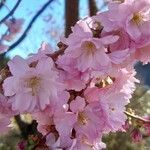 Prunus serrulata Fleur