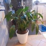 Spathiphyllum blandum List