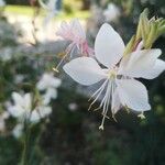 Oenothera lindheimeriFlor