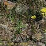 Biscutella intermedia Hábito