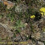 Biscutella intermedia Habit