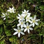 Ornithogalum divergensBlomst