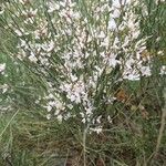 Retama monosperma Habit