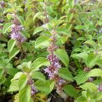 Mentha arvensis Blüte