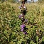 Campanula cervicariaKukka