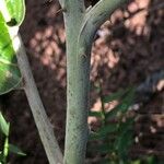 Solanum lycocarpum Bark