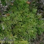 Lycopodium × zeilleri Elinympäristö