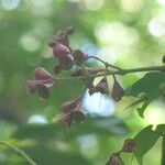 Syzygium cymosum Плод