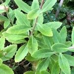 Sedum telephium Leaf