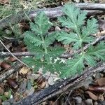 Thapsia villosa Habit