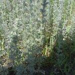 Artemisia absinthium Folha