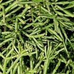 Rhipsalis cereuscula Hábito