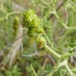 Sarcopoterium spinosum Fruit