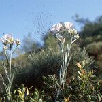 Convolvulus oleifolius Habit