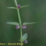 Scutellaria minor Bark