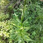 Lilium carniolicum Blad