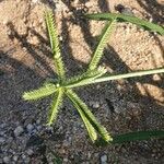 Dactyloctenium aegyptium Bloem