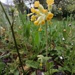 Primula verisBlodyn