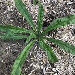 Anchusa arvensisLeaf