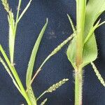 Hackelochloa granularis Otro