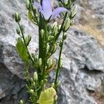 Campanula pyramidalis Λουλούδι