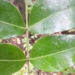 Inga gracilifolia Folha