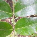 Inga gracilifolia Leaf