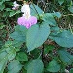 Impatiens balfourii Цвят