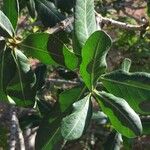 Garcinia livingstonei Leaf