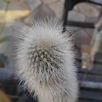 Cleistocactus strausii Leaf