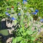 Borago officinalisVirág