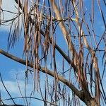 Catalpa ovata Fruitua