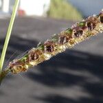 Paspalum fimbriatum Плод