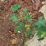 Malva nicaeensis Leaf