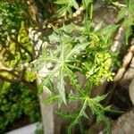 Cnidoscolus aconitifolius Blatt