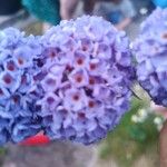 Buddleja japonicaFlower