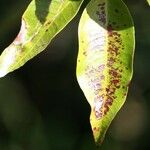 Syzygium cymosum Leaf