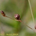 Juncus tenageia Gyümölcs